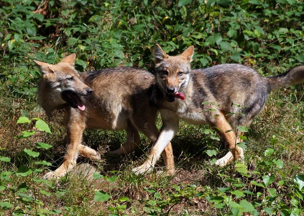 Lupi Selvatici Habitat Naturale — Foto Stock