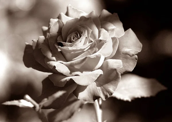 Belle Rose Dans Jardin — Photo