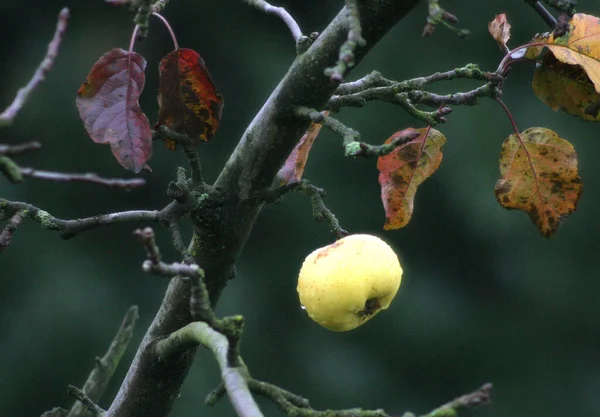 Äppelträd Naturliga Växtgrenar — Stockfoto