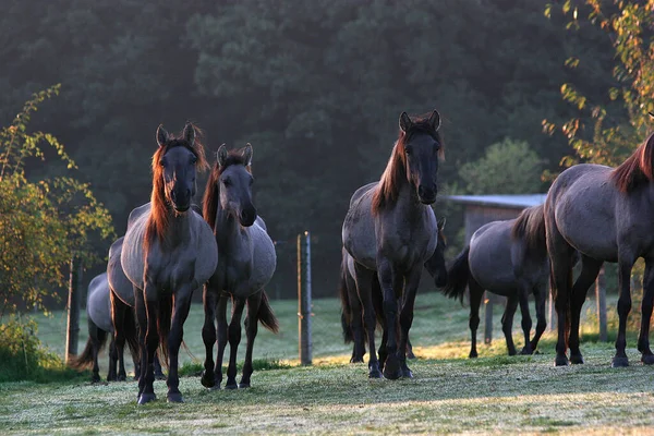 Hästar Utomhus Dagen — Stockfoto