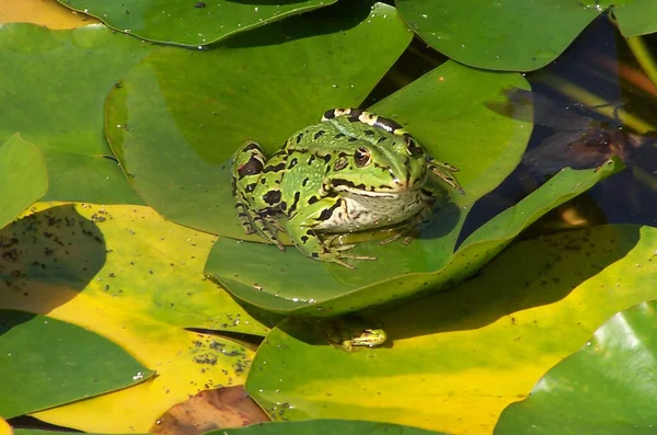 Amphibien Animal Grenouille Sauvage — Photo