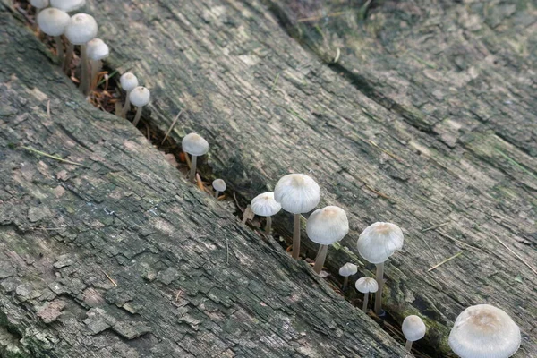 Champignons Champignon Des Crapauds Spores Portant Corps Fructifiant — Photo