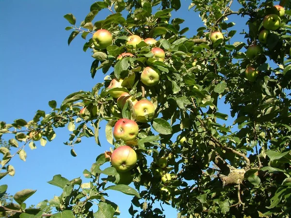 Récoltés Sur Cet Arbre Automne Malheureusement Les Arbres Sont Pas — Photo