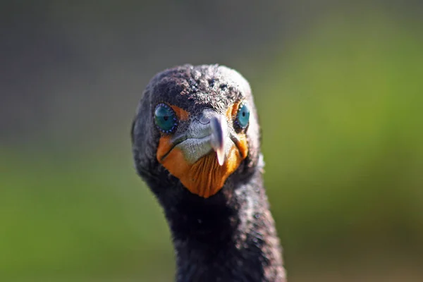 Natuurparken Florida Amarillaslatinas Net — Stockfoto