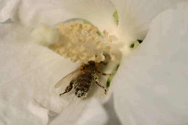 Close Van Een Insect Wilde Natuur — Stockfoto