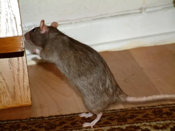 Kleine Ratten Serie Hanni — Stockfoto