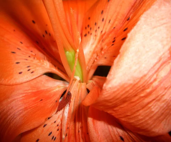 아름다운 식물상 — 스톡 사진