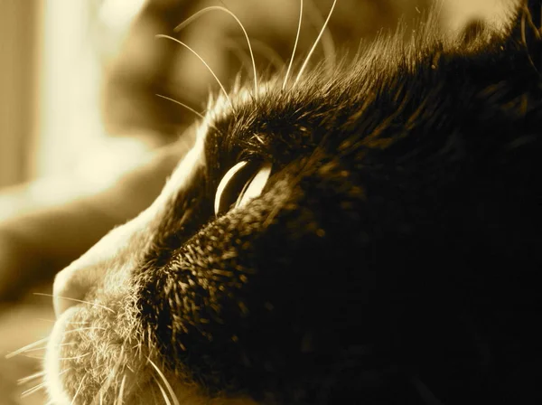 Retrato Gato Bonito — Fotografia de Stock