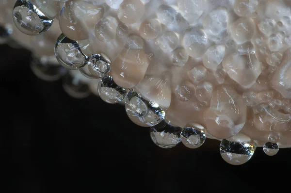 从一个有无数滴滴的树菇上割下来 这些滴滴看起来像玻璃球 — 图库照片