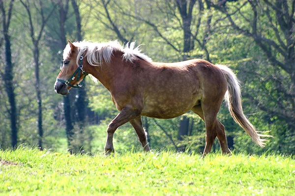 Cheval Mignon Prise Vue Plein Air Jour — Photo