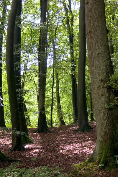 Лес Подсветке — стоковое фото