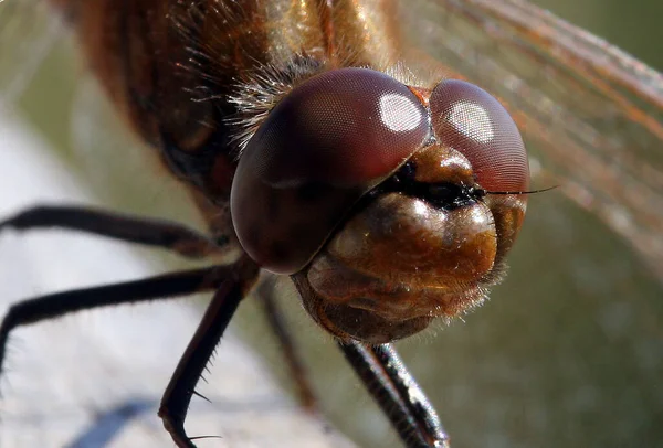 Close Van Een Insect Wilde Natuur — Stockfoto