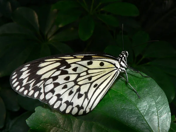 Primer Plano Mariposa Exótica Concepto Salvajismo —  Fotos de Stock