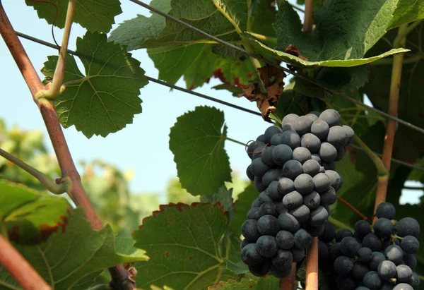 Questa Immagine Mostra Tema Centrale Sulla Strada Del Vino Uva — Foto Stock