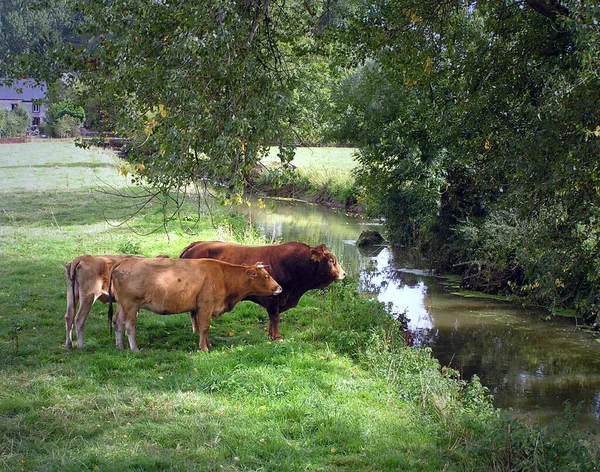 Vacas Paisaje Natural Enfoque Selectivo —  Fotos de Stock