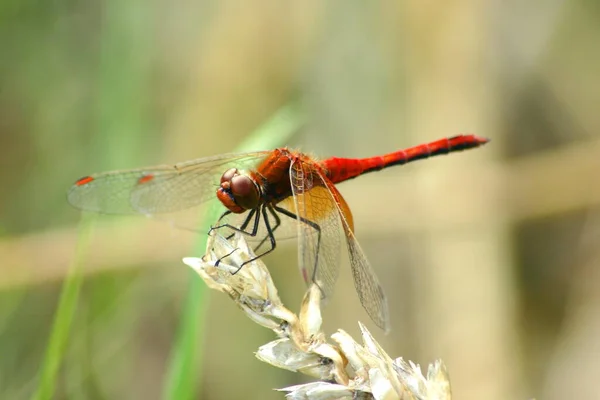 血红色的石灰蜻蜓 — 图库照片
