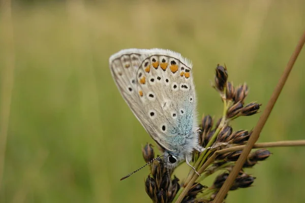 Gros Plan Bug Nature Sauvage — Photo