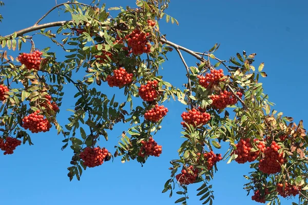 Birdberries Rojos Ramas Árboles — Foto de Stock