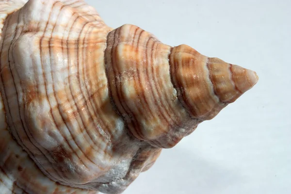 Meeresmuscheln Muscheln — Stockfoto