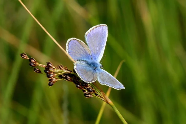 Närbild Insekter Vild Natur — Stockfoto