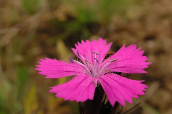 Rosafarbene Blumen Garten — Stockfoto