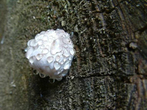 Les Nombreuses Gouttes Sur Petit Champignon Ont Fasciné — Photo