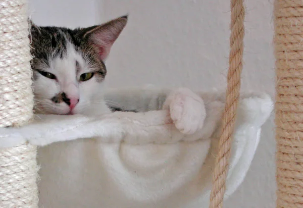 Retrato Lindo Gato —  Fotos de Stock