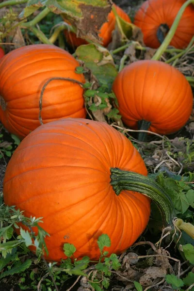 pumpkin patch on the field