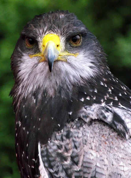 Roofvogel Hellenthal Gezien Britse Dagen Amp Country Fair 2005 Krefeld — Stockfoto