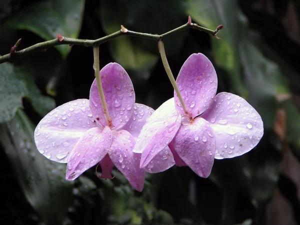 Tyvärr Glömde Jag Vilken Blomma Det Någon Kanske Kan Hjälpa — Stockfoto