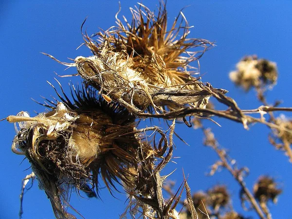 Piękne Botaniczne Ujęcie Naturalna Tapeta — Zdjęcie stockowe