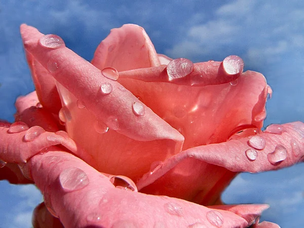 ดอกก หลาบส ชมพ บนน — ภาพถ่ายสต็อก