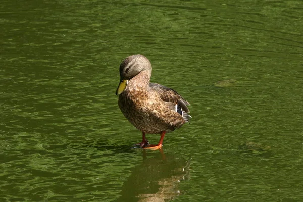 Special Stick Duck — Stock Photo, Image