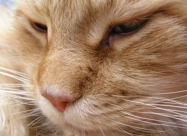 Retrato Gato Bonito — Fotografia de Stock