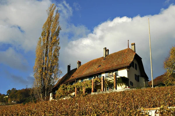 Weingut Waadt Schweiz — Stockfoto