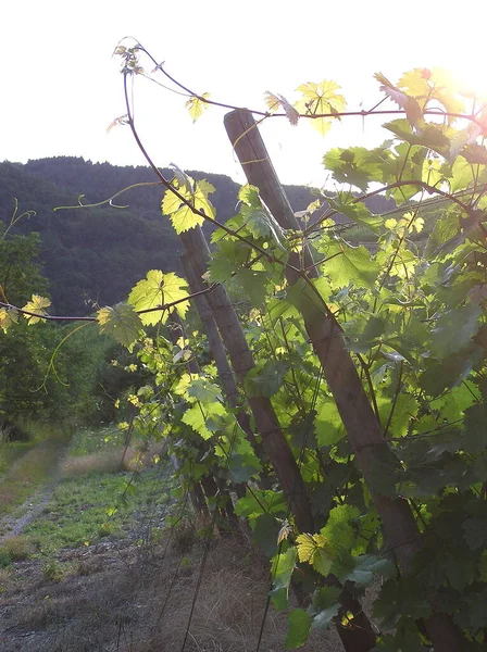 Agricoltura Vitivinicola Flora Campagna — Foto Stock