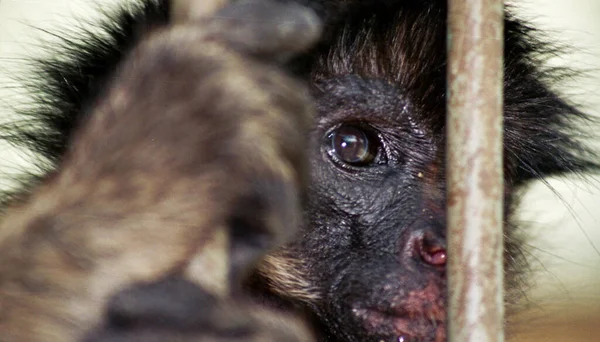 Primer Plano Los Animales Zoológico — Foto de Stock