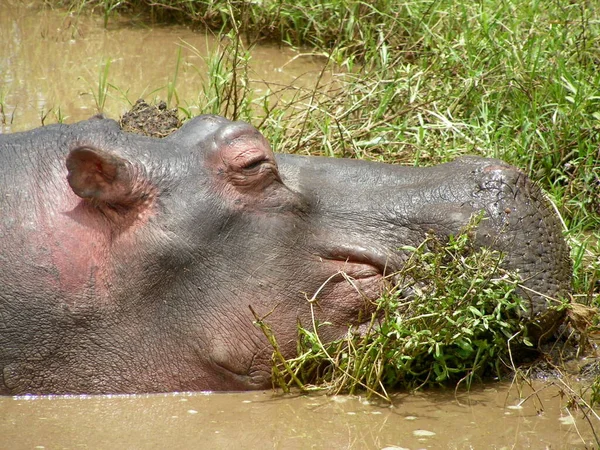 Het Slecht Niet Kunnen Helpen — Stockfoto