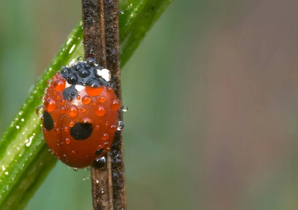 Close Bug Natureza Selvagem — Fotografia de Stock