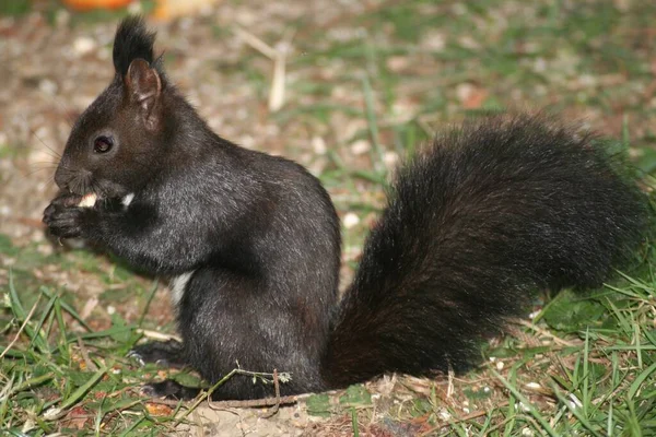 Écureuil Rongeur Pelucheux — Photo