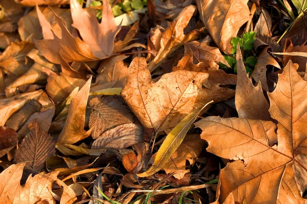 Flora Naturalna Liście Botanika — Zdjęcie stockowe