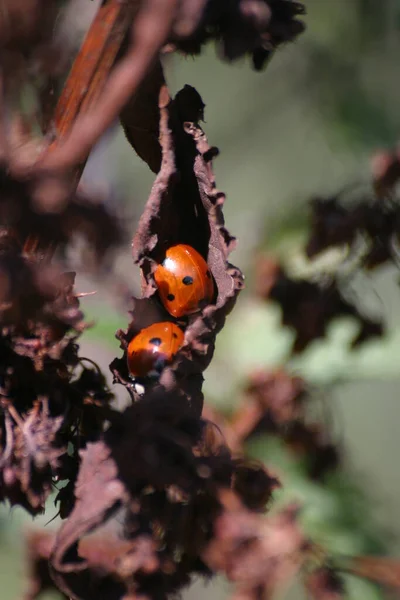 Close Bug Natureza Selvagem — Fotografia de Stock