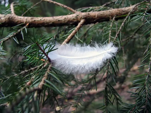 Vacker Utsikt Över Vacker Fågel Naturen — Stockfoto