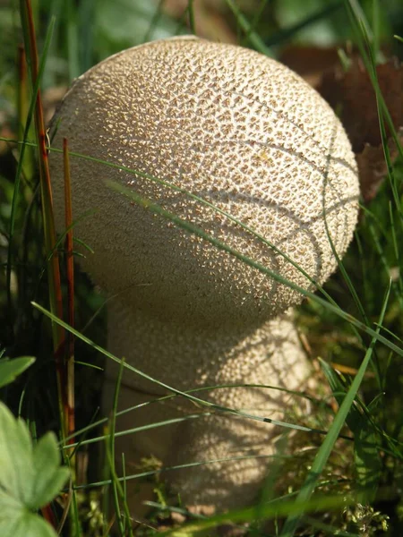 Season Mushrooms Fungus Plant — Stock Photo, Image