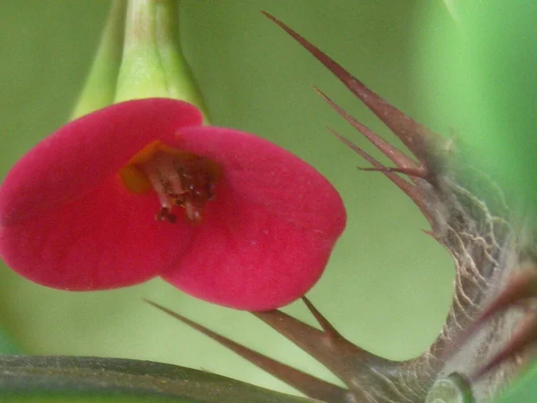 Flor Roja Una Rosa — Foto de Stock