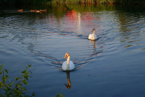 Quand Les Cygnes Nageaient Sur Moi Avais Imprimer — Photo