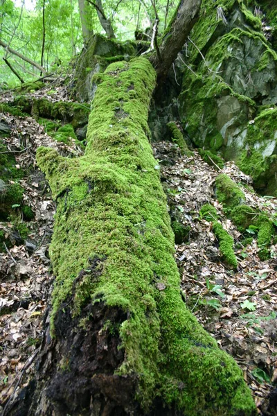 Vacker Natur Skogen — Stockfoto