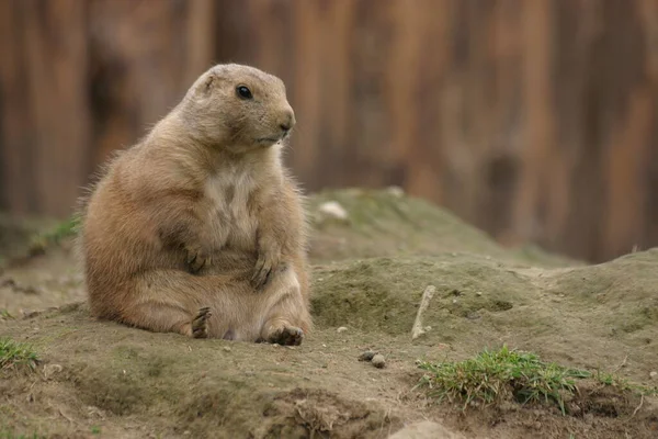 Prairie Dog Animals Fauna Género Cynomys Hamster — Foto de Stock