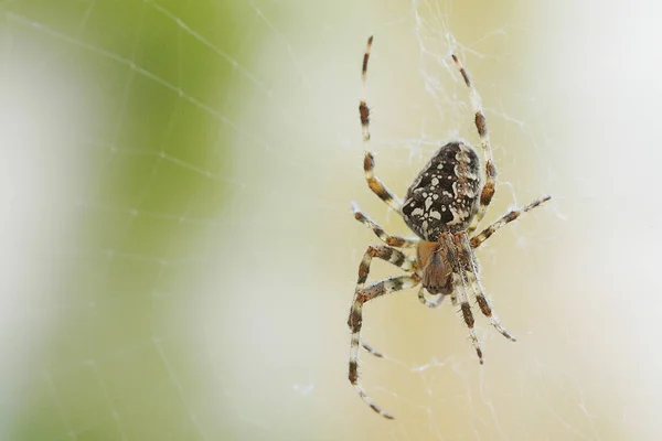Spindelnät Insektsfälla — Stockfoto
