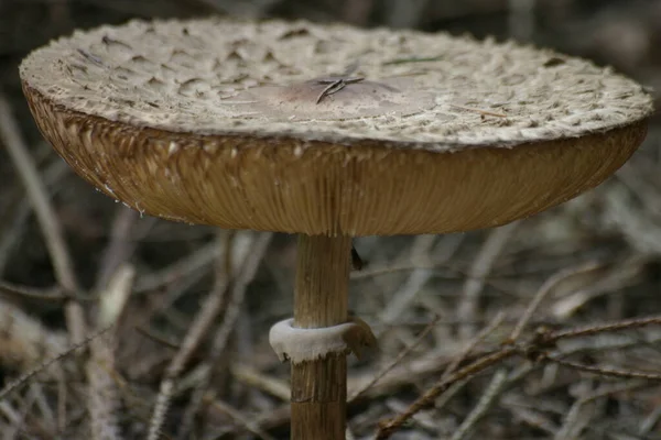 Edible Mushroom, plant food